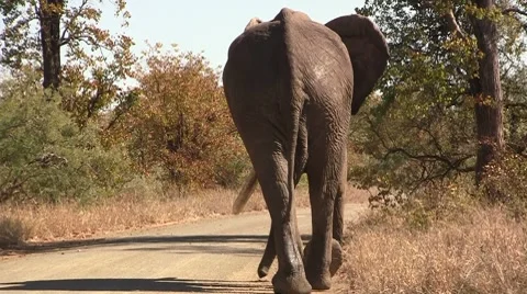 African elephant walking on road Stock Footage 8622015