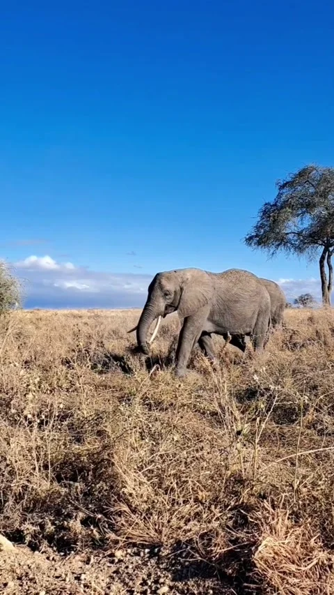 African elephant walking through dry grass in the serengeti savanna Stock-Footage 336033436