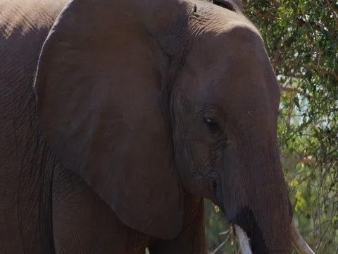 African Elephant walking through frame Stock Footage 72265613