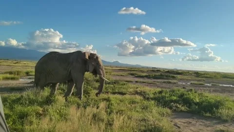 African elephant walking through the grass in amboseli national park 库存影片 334824305