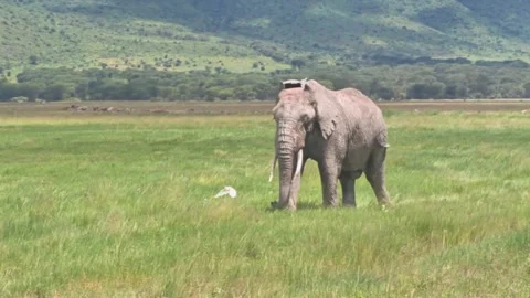 African elephant walking through the grass in ngorongoro crater Stock Footage 334824426