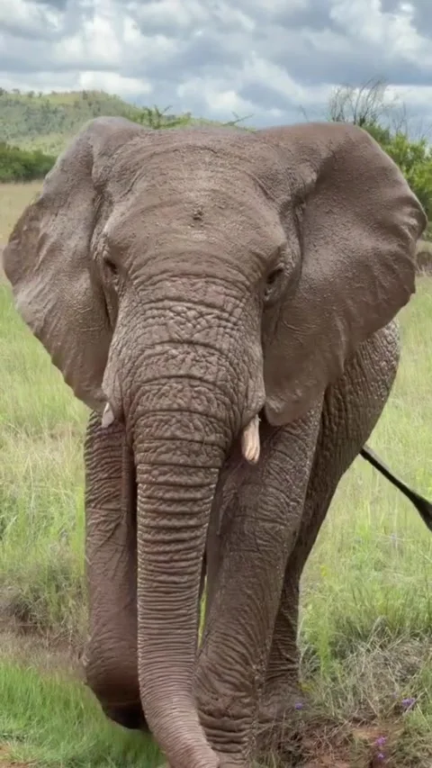 African elephant walking through grassy savanna landscape Vidéo 334635451