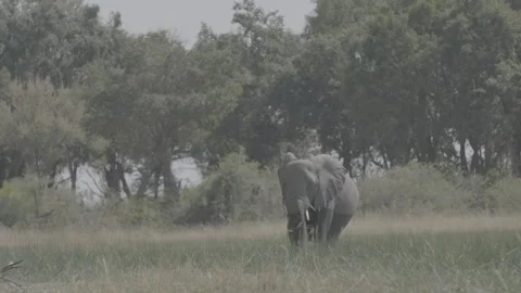 African elephant walking through long grass Stock Footage 131244018