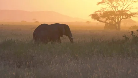 African Elephant Walking Through Tall Grass During Golden Hour Sunset in Savanna Video stock 342099993