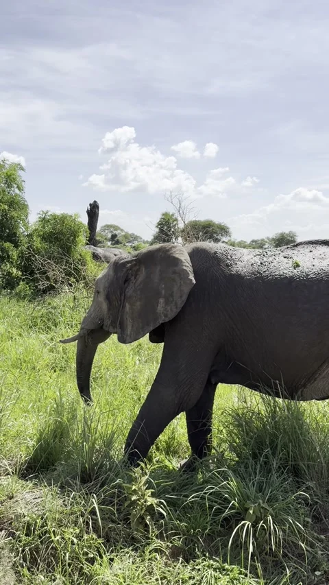 African elephant walking through tall green grass in Mikumi Tanzania vertical Vídeo Stock 344476754