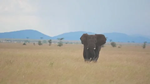 African elephant walking through the vast grasslands of the serengeti Vidéo 334635906