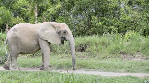African Elephant Walking Through Zoo Habitat in Natural Daylight Stock Footage 345757079