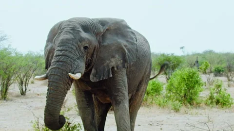 African elephant walking toward camera in savanna wildlife 库存影片 272165320