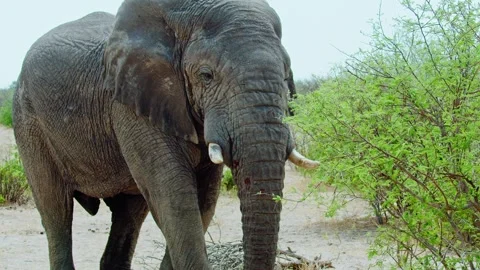 African elephant walking toward camera in savanna wildlife Stock-Footage 272166073