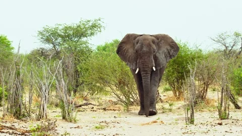 African elephant walking toward camera in savanna wildlife Stock Footage 272170062