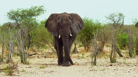 African elephant walking toward camera in savanna wildlife 库存影片 272171222