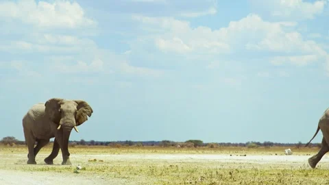 African elephant walking toward camera in savanna wildlife Stock Footage 272176556