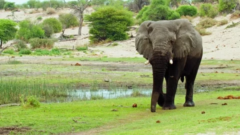 African elephant walking toward camera in savanna wildlife Stock Footage 272183293