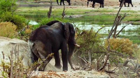 African elephant walking toward camera in savanna wildlife Stock Footage 272190760