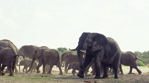 African elephant walking toward camera in savanna wildlife Video stock 272191366