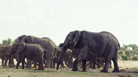 African elephant walking toward camera in savanna wildlife Stock Footage 272191813
