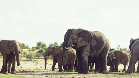 African elephant walking toward camera in savanna wildlife Stock Footage 272192725