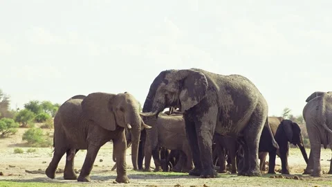 African elephant walking toward camera in savanna wildlife Stock Footage 272192958