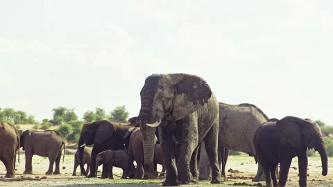 African elephant walking toward camera in savanna wildlife Stock Footage 272193654