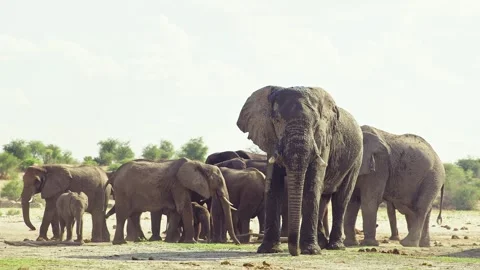 African elephant walking toward camera in savanna wildlife Stock Footage 272194488