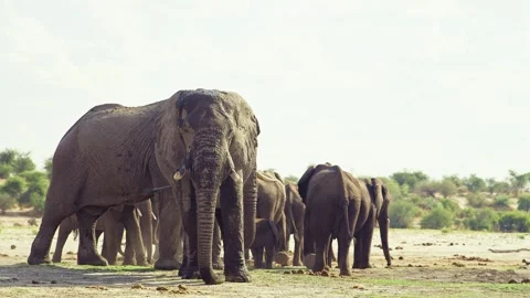 African elephant walking toward camera in savanna wildlife Stock Footage 272195597
