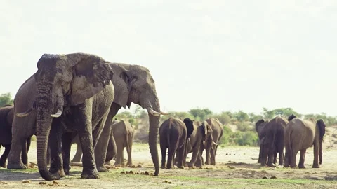 African elephant walking toward camera in savanna wildlife Stock Footage 272196183
