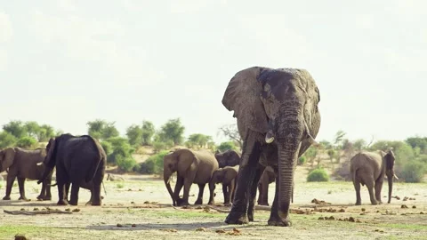 African elephant walking toward camera in savanna wildlife Video stock 272197056