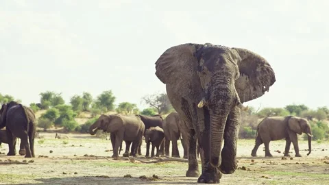 African elephant walking toward camera in savanna wildlife Stock Footage 272197224