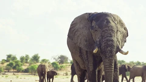 African elephant walking toward camera in savanna wildlife 库存影片 272197679