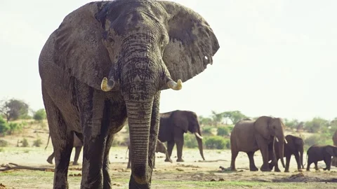 African elephant walking toward camera in savanna wildlife Stock Footage 272198573