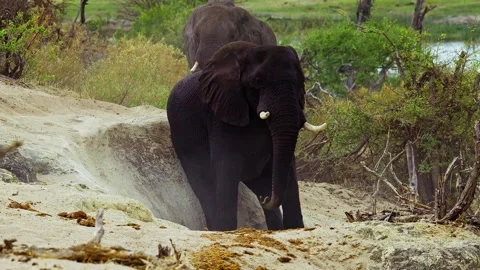 African elephant walking toward camera in savanna wildlife Stock-Footage 272233209