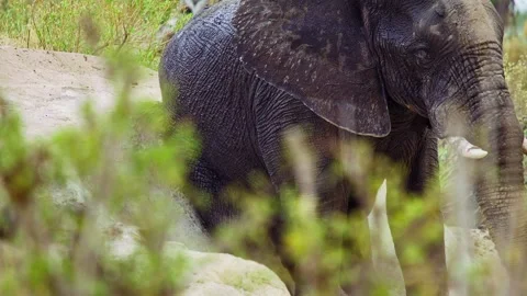 African elephant walking toward camera in savanna wildlife Stock Footage 272255979