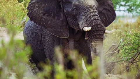 African elephant walking toward camera in savanna wildlife 库存影片 272256480