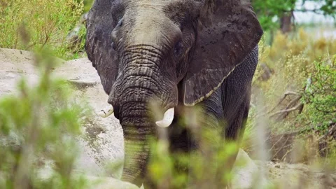 African elephant walking toward camera in savanna wildlife Video stock 272258940