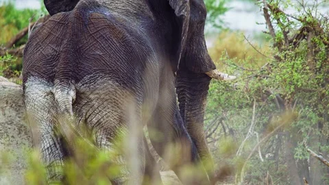 African elephant walking toward camera in savanna wildlife Stock Footage 272267358
