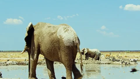 African elephant walking toward camera in savanna wildlife 库存影片 272304773