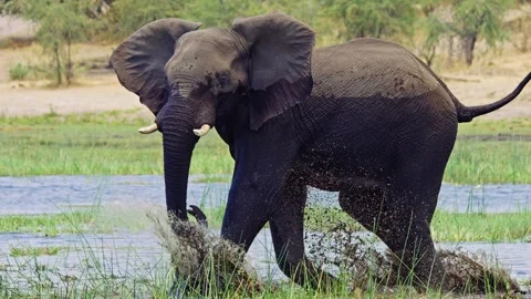 African elephant walking toward camera in savanna wildlife Vidéo 272335379
