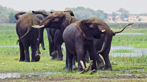 African elephant walking toward camera in savanna wildlife Stock Footage 272347088
