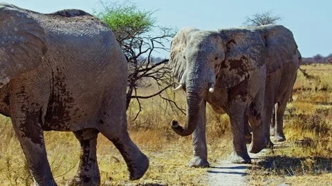 African elephant walking toward camera in savanna wildlife Stock Footage 272406289