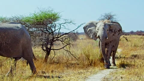 African elephant walking toward camera in savanna wildlife Stock Footage 272407070