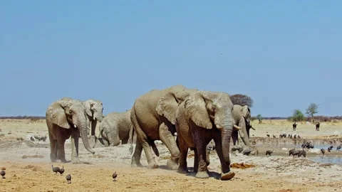 African elephant walking toward camera in savanna wildlife Stock Footage 272418189