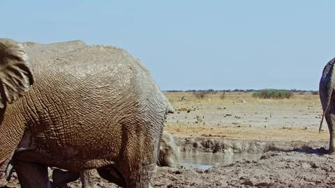 African elephant walking toward camera in savanna wildlife Stock Footage 272419844