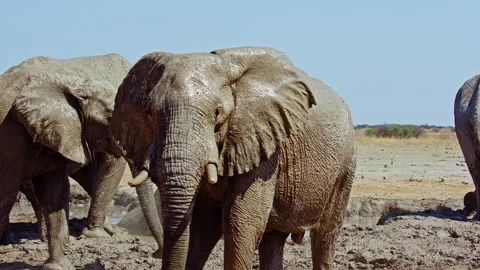 African elephant walking toward camera in savanna wildlife 库存影片 272423515