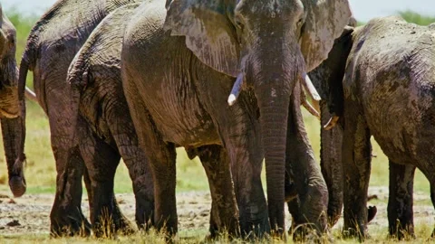 African elephant walking toward camera in savanna wildlife Stock Footage 272438494