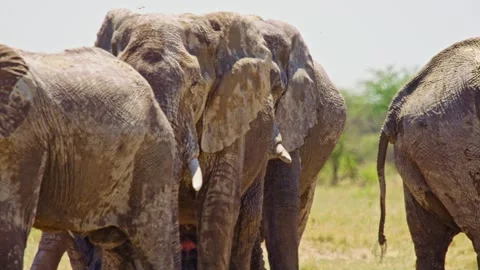 African elephant walking toward camera in savanna wildlife Stock Footage 272450432