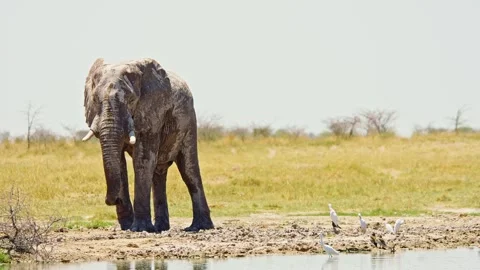African elephant walking toward camera in savanna wildlife 库存影片 272477188