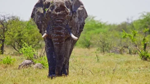African elephant walking toward camera in savanna wildlife Video stock 272482567