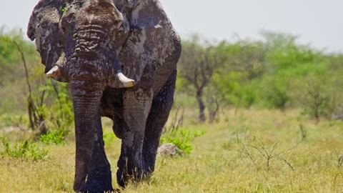 African elephant walking toward camera in savanna wildlife Stock Footage 272485619