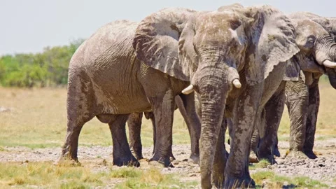 African elephant walking toward camera in savanna wildlife Stock Footage 272512790