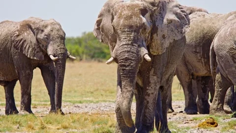 African elephant walking toward camera in savanna wildlife Video stock 272517196